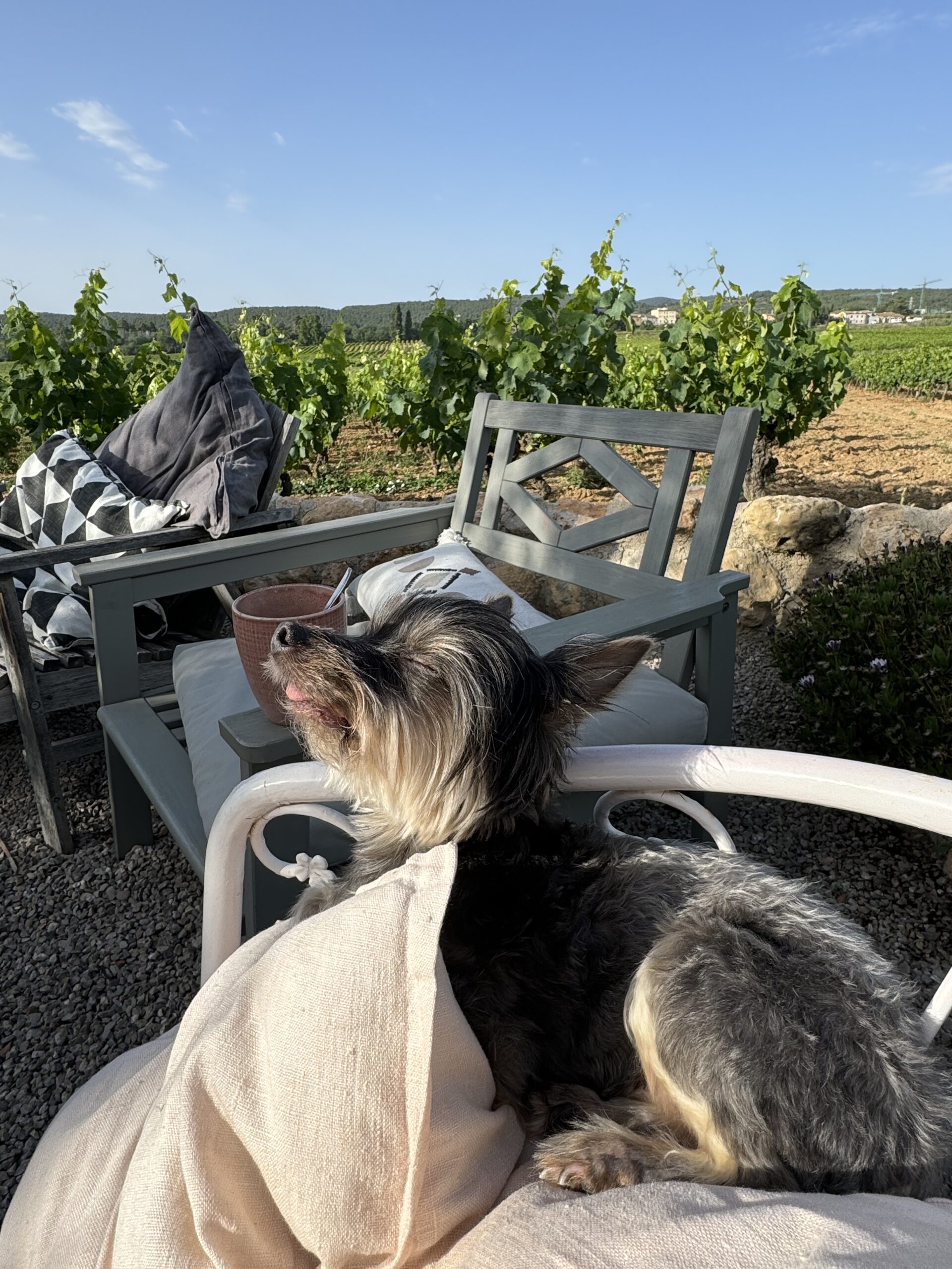 Small dog relaxing in the morning light on the terrace at Soul Farm, surrounded by vineyards